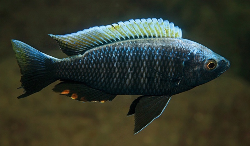 Copadichromis virginalis 'Higga Reef'